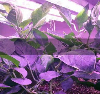 LED Grow Light